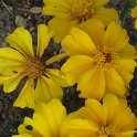 Tagetes patula 'Disco jaune d'or' fleur